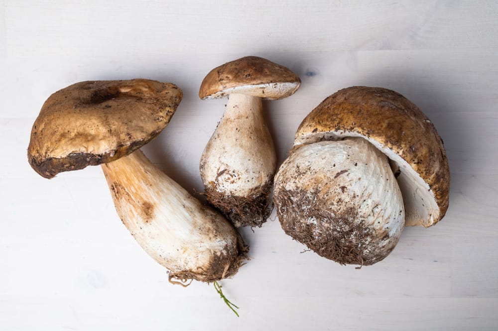 Types of mushrooms
