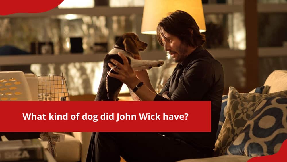 What kind of dog did John Wick have?