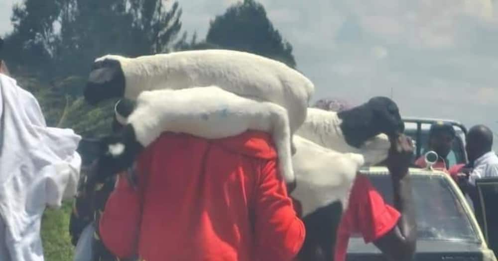 Over 1400 sheep and goats were stolen after Northlands raid.