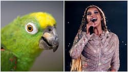 Chico can sing: Parrot becomes celebrity after melodious rendition of Beyonce's If I Were A Boy