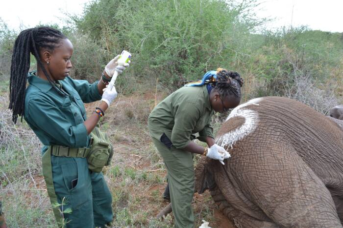 KWS recruitment requirements, application forms, and salaries KWS recruitment requirements, application forms, and salaries