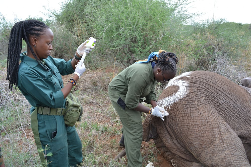 KWS recruitment requirements