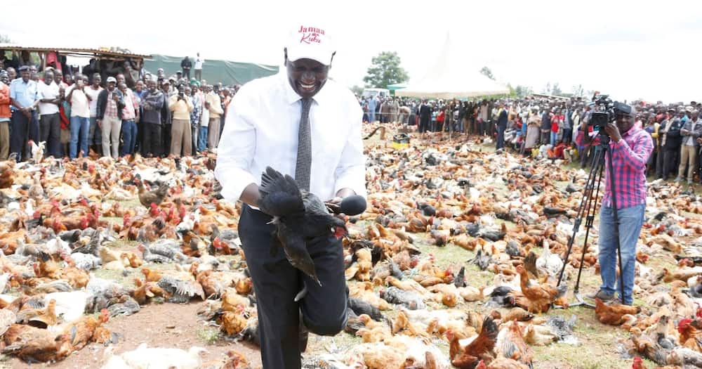 William Ruto holds a chicken at the Kamagut chicken auction.