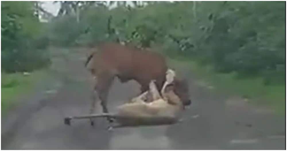 The cow struggled to break free, but all its attempts proved futile.