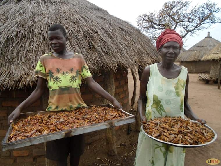 Kitgum residents turn invading locusts into food