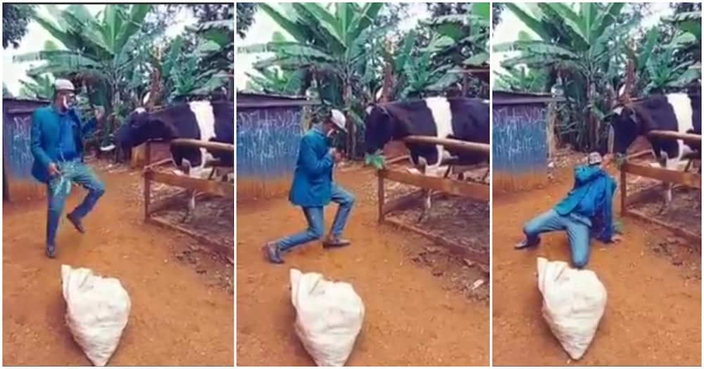 Man Hilariously Recreates David Moya's Gift Dance with Cow, Gives It Leaves.