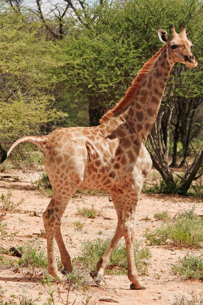 Dwarf giraffes discovered in Uganda