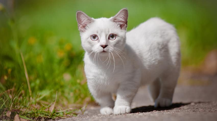 15 exotic cat breeds that you can legally keep as pets (pictures ...