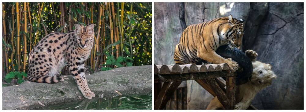 20 Fighting Tiger Cubs Stock Photos, High-Res Pictures, and Images - Getty  Images