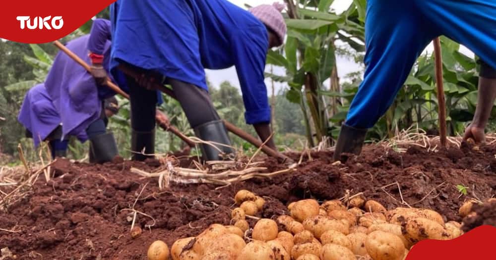 Potato farmers in Kenya