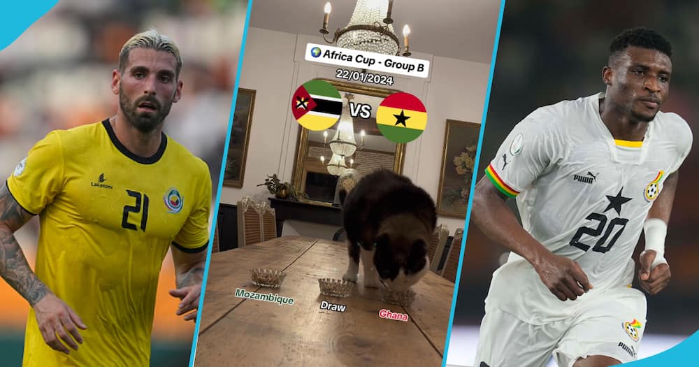 A famous cat predicted the match between Ghana and Mozambique.