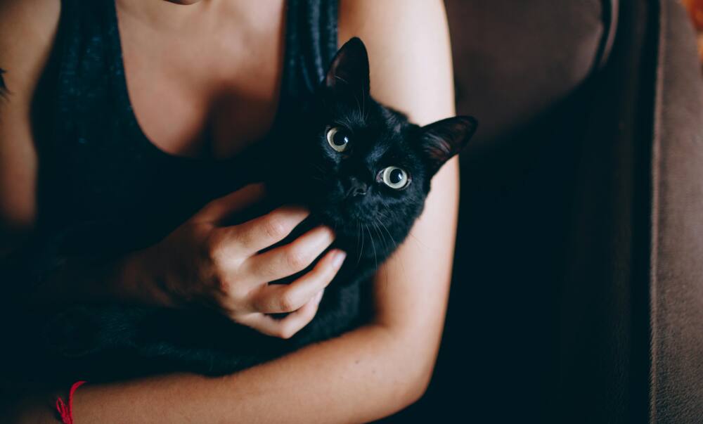 A person is holding a black cat