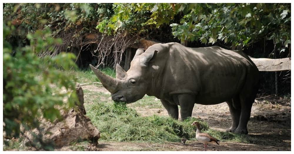 World's oldest white rhino collapses, dies aged 54