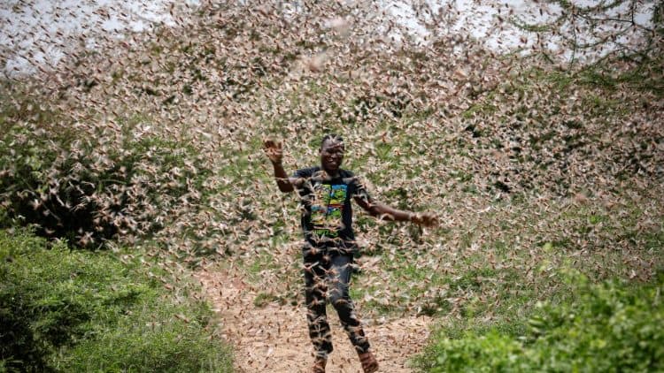 Embu: Panic as swarm of locusts invade tea farms