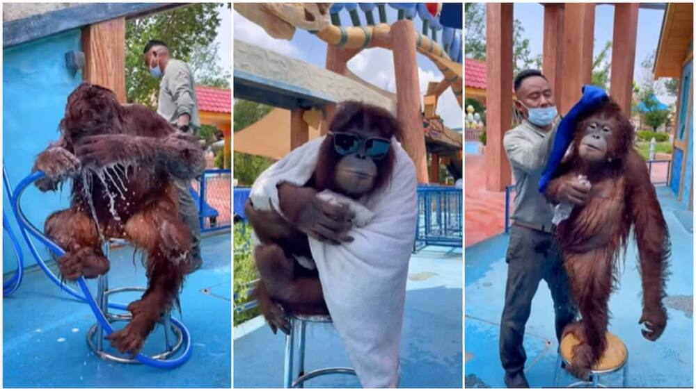 Animal-man relationship goals/orangutan displaying selfcare.