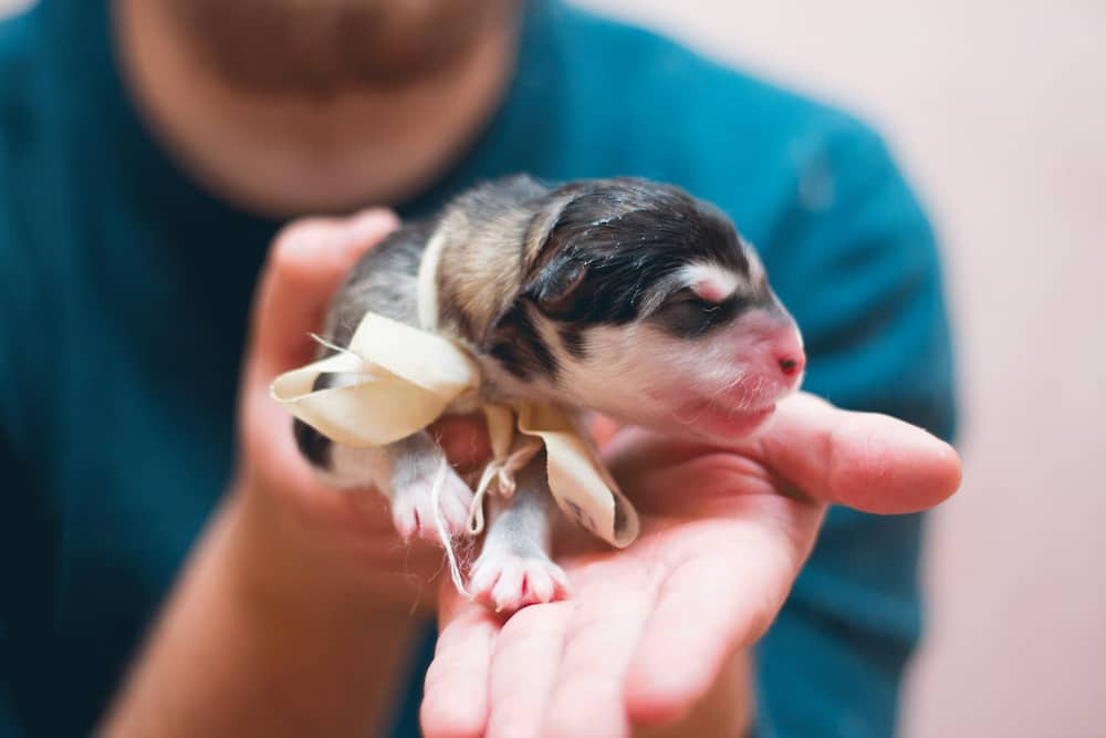 Small newborn puppy on the palm of a veterinarian