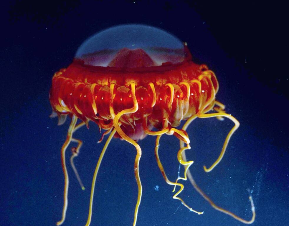 Deep sea jelly fish in the Celebes Sea near the Philippines