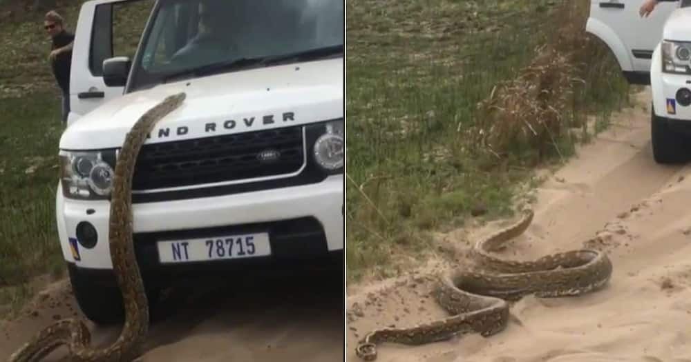 Massive Snake, Land Rover, South Africa, TikTok.