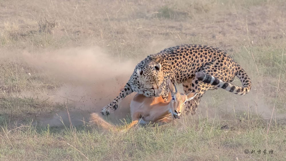 Tourists on Kenya safari captures exciting photos of cheetah bringing down a gazelle