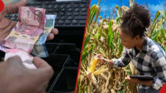 “I Lost KSh 50k Planting Maize Last Season, What Did I Do Wrong?” Expert Advises