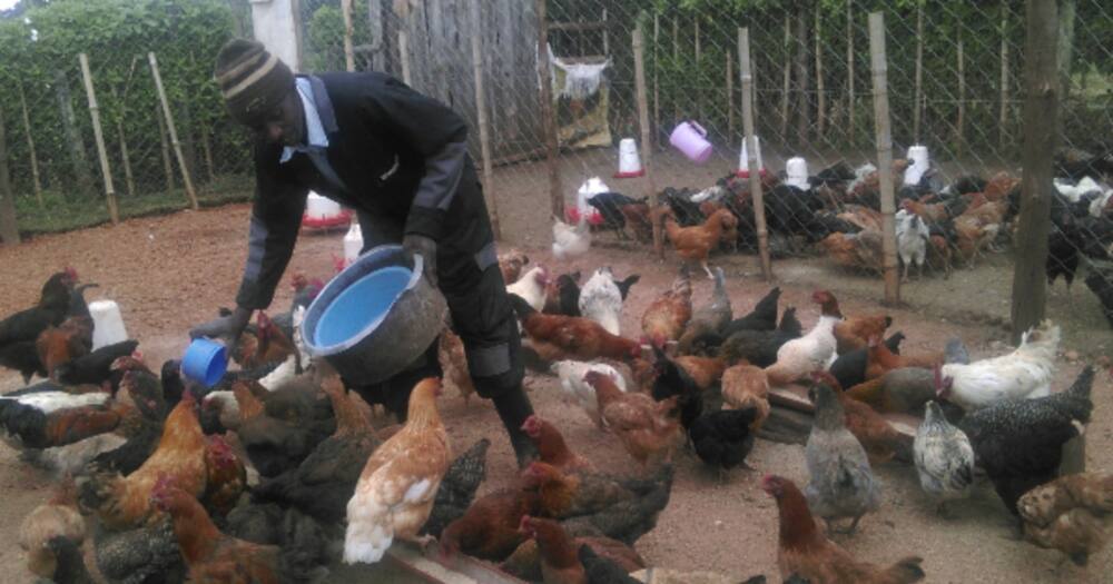 Paul Njoroge at his Nyandarua farm.