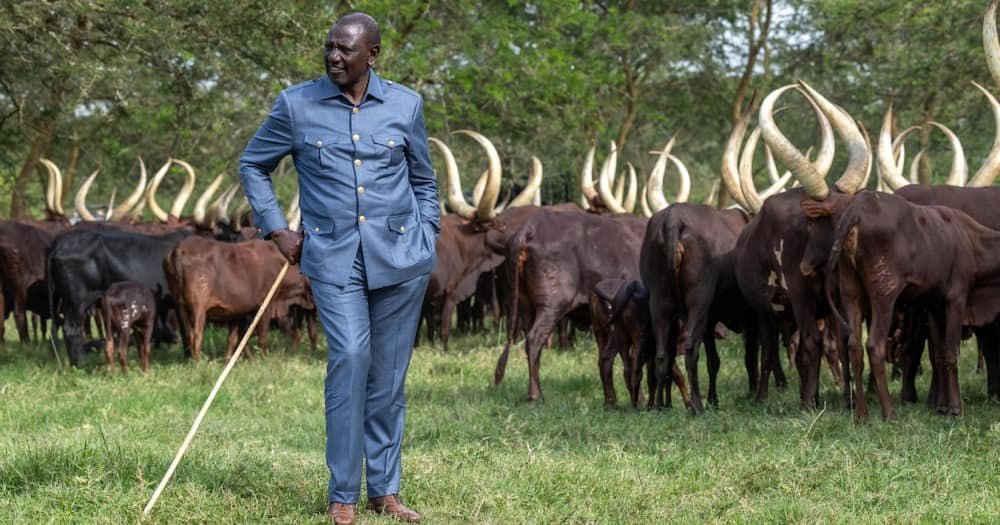 President William Ruto at Yoweri Museveni's farm.