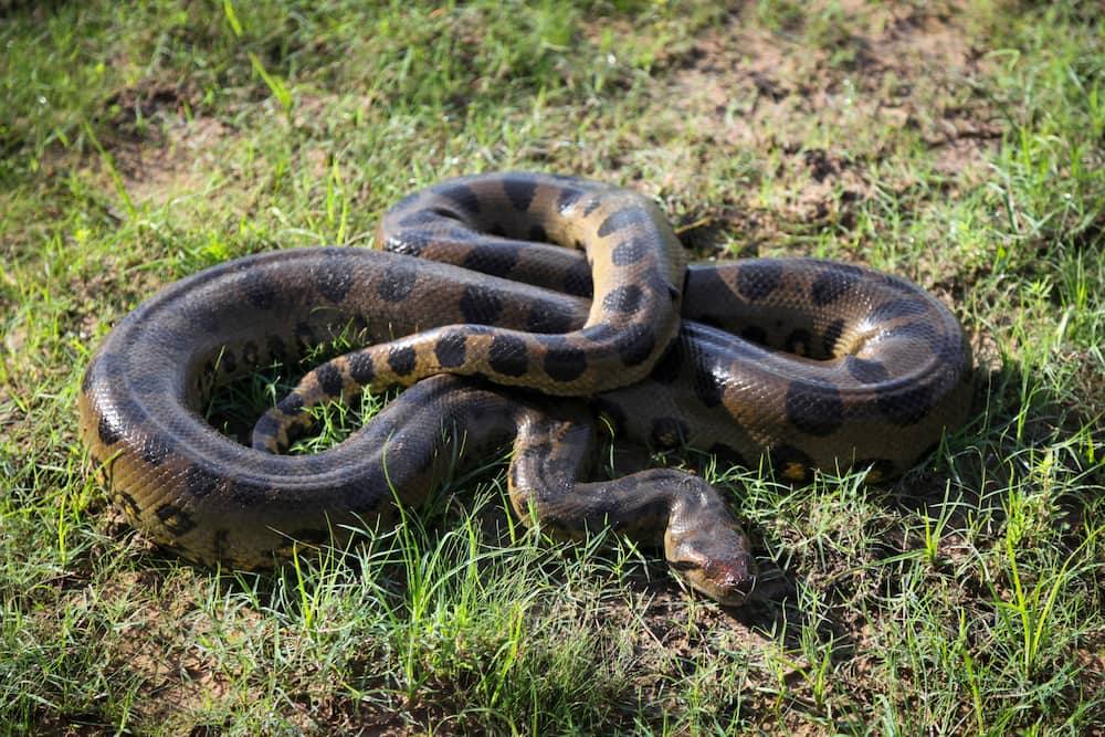 Congo giant snake