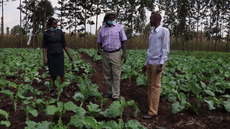 Kirinyaga: School owner transforms playground into vegetable farm as COVID-19 effects persist