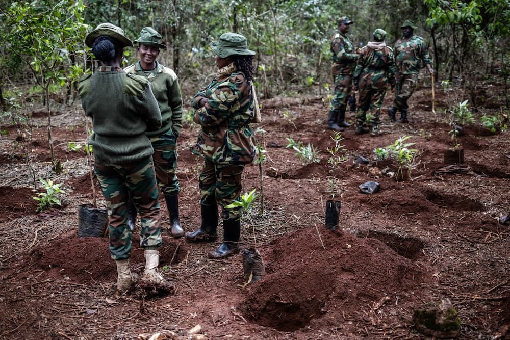 The Kenya Forest Service offers planting trees at a forest