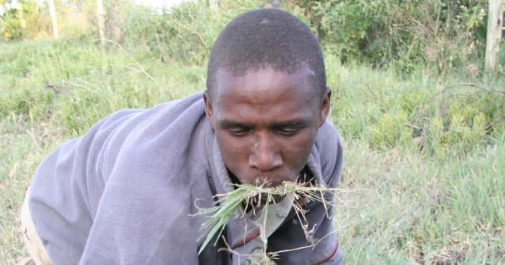 A man feeding on grass. Photo: Daktari Okello Nyasi.