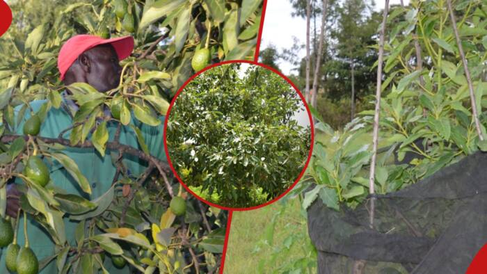 Mt Kenya Famers Swap Maize, Wheat for Avocados to Conserve Environment