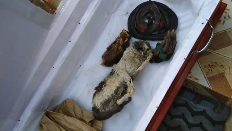 Uasin Gishu man wakes up to coffin with snake, squirrel carcasses at doorstep