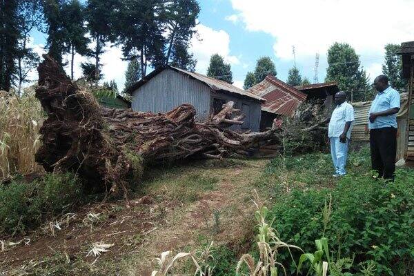 Panic as 200-year-old Mugumo tree falls in Kirinyaga