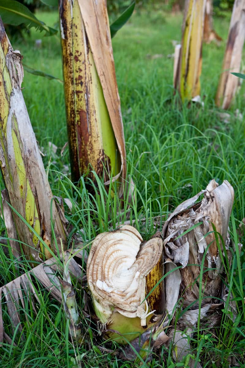 Image result for BURYING A BANANA STEM