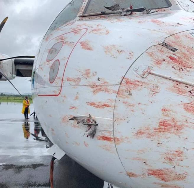 Scare as Tanzania airline suffers multiple bird strikes while landing