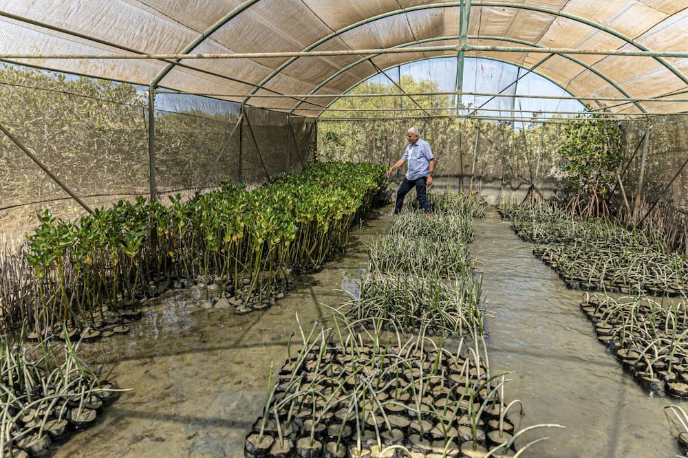 As part of the mangrove reforestation project, seedlings are grown at a special nursery