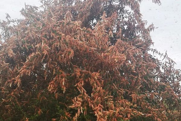 Embu: Panic as swarm of locusts invade tea farms