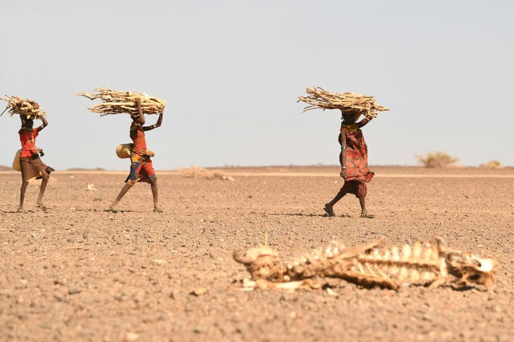 Kenyan women carrying firewood walk past a carcass of a cow in the drought-hit Loiyangalani region in July