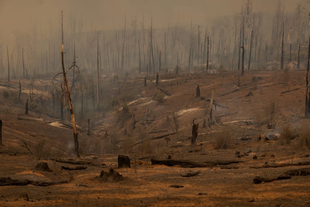 A forest decimated by the Oak Fire near Mariposa, California