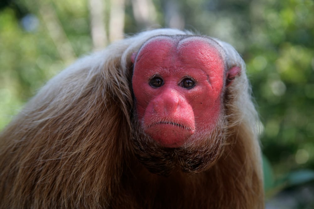 funny looking monkey species