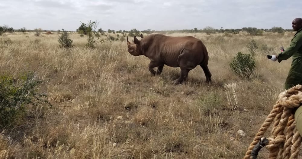 Kenya records zero rhino death from poaching in 2020 for first time in 20 years