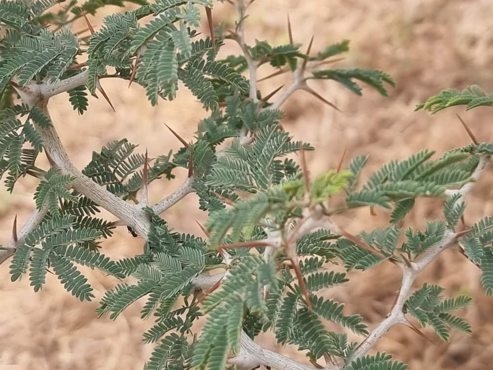 Plants that grow in dry areas in Kenya