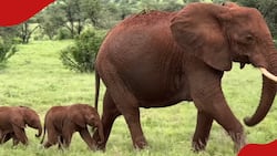 Samburu: Joy as Mother Elephant Gives Birth to Twin Calves in Rare Occurrence: "Double Joy"