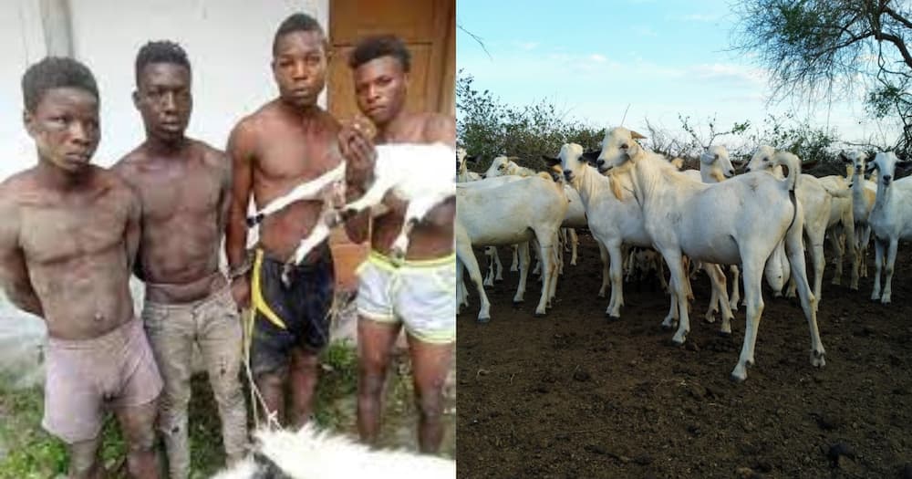 Thieves who stole Jackson Mulinge's goats. Photo: Daktari Ndumba.