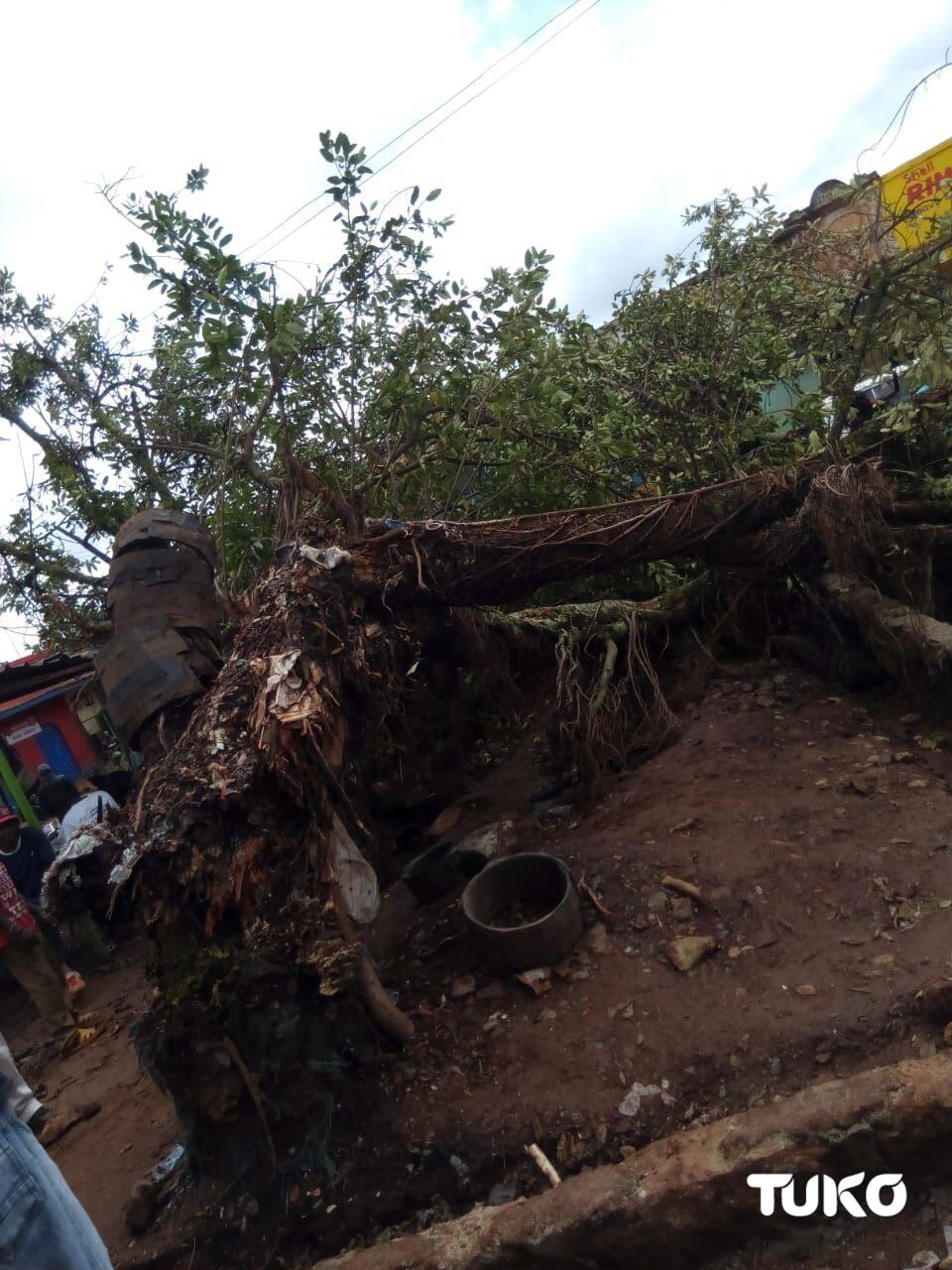 Panic as mugumo tree falls in Murang'a county