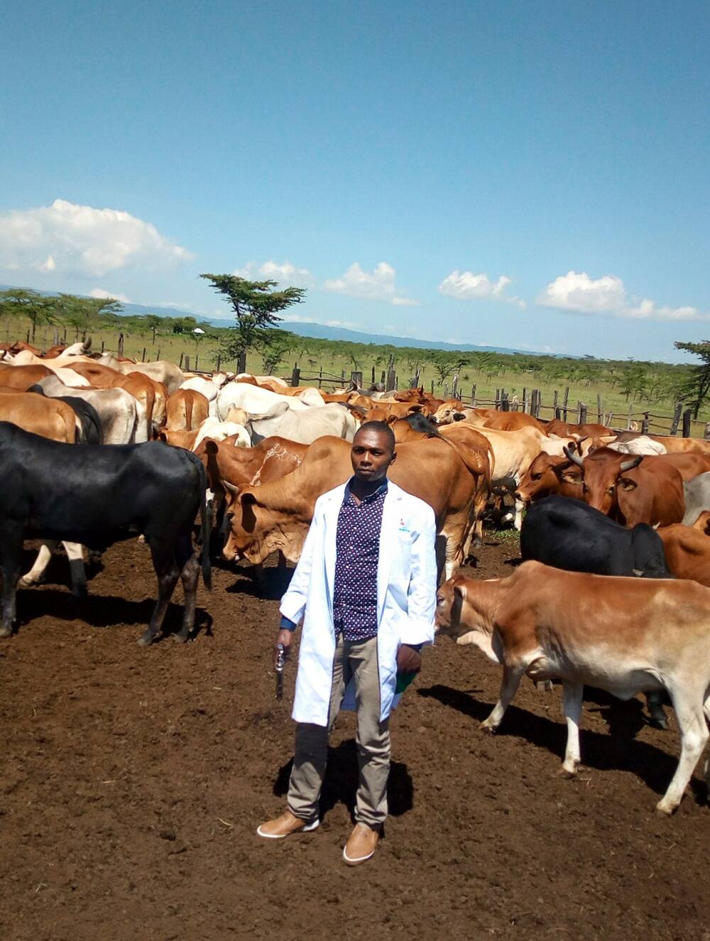 Wachuma at a vaccination centre for cattle.