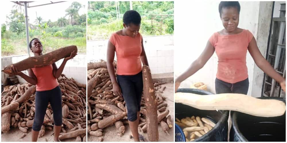 Woman Shows off the Gigantic Cassava she Harvested That is Half her Height, Photos Spark Massive Reactions