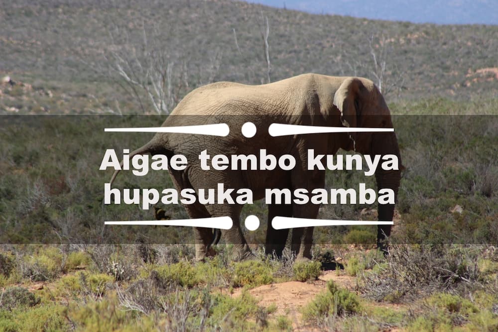 funny Swahili quotes