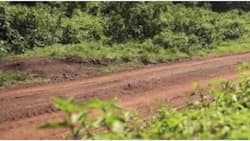 Murang'a: Panic as Unclothed Man’s Body Is Found Dumped by Roadside
