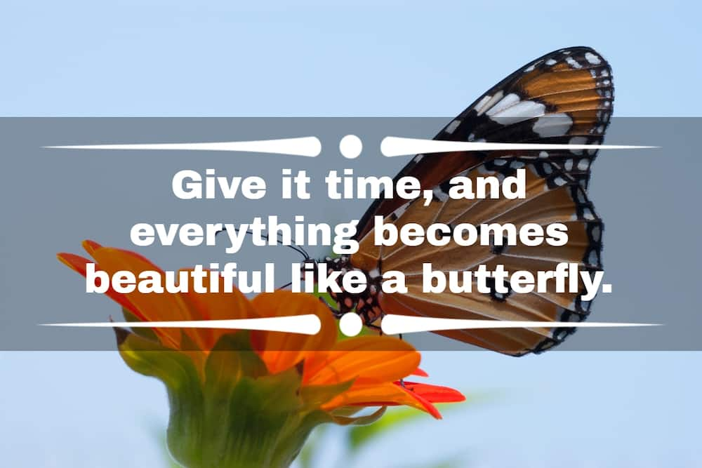 Best butterfly captions and quotes for Instagram pictures - Tuko.co.ke